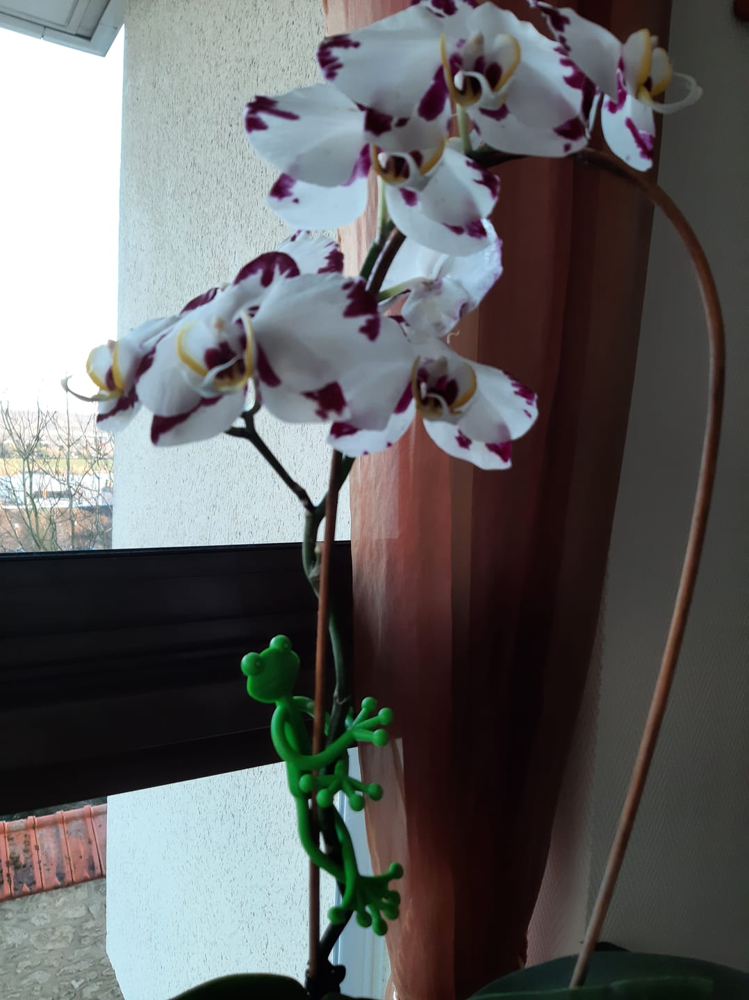 Customer photo review of Mamie-Frog® - Le Tuteur qui sourit à vos plantes