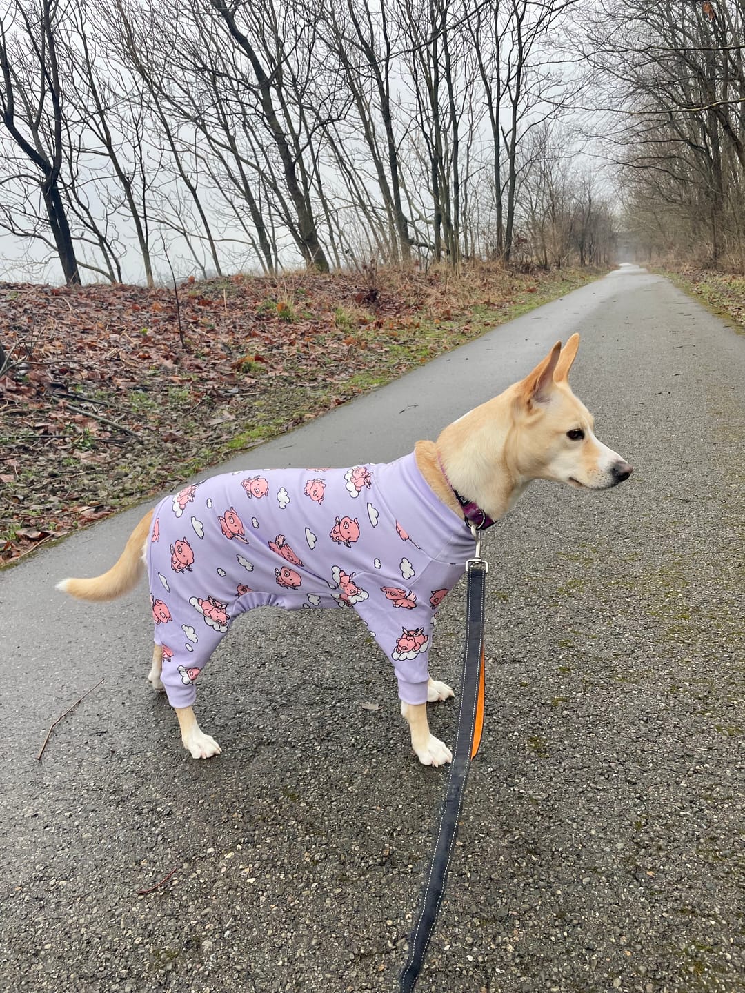 Customer photo review of Dog Pajama Prints