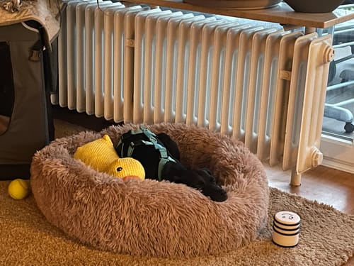 Customer photo review of Puppery Hundebett Wolke 7 - Das Original