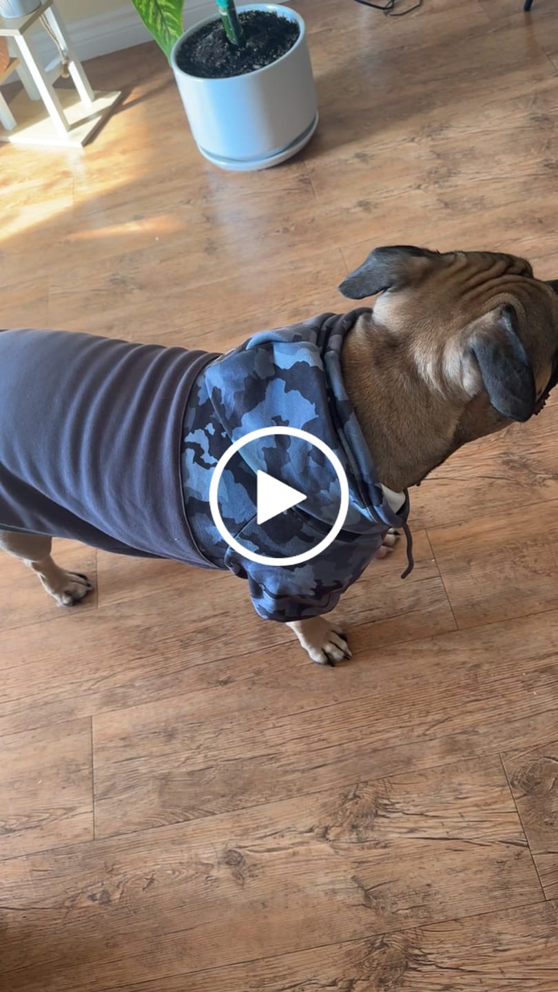 Customer video review of Grey Camo Dog Hoodie