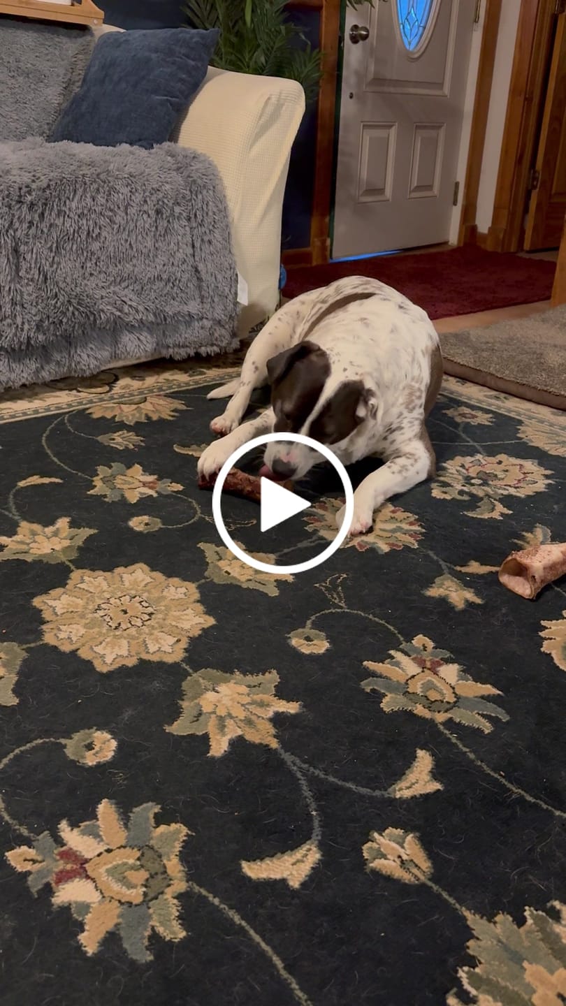 Customer video review of Large Dog Valentine's Day Love Bundle II (4x 5oz Jerky Bags + 4x LARGE Smoked Marrow Bones)