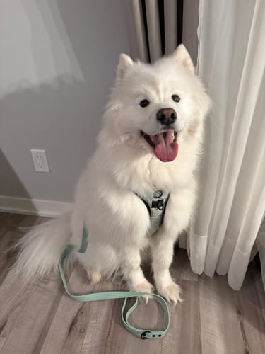 Customer photo review of Mystery Box - Dog