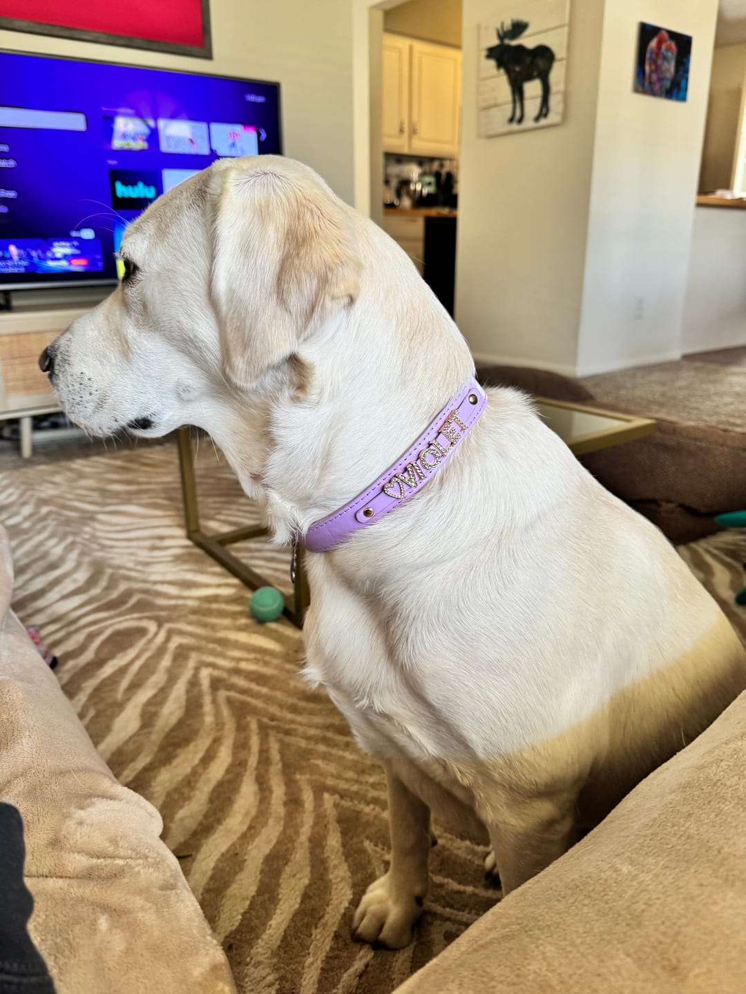 Customer photo review of The Personalized Sparkle Collar