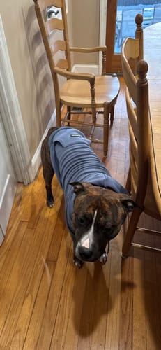 Customer's brindle dog wearing the slate blue Essential Dog Hoodie while standing on a wood floor.
