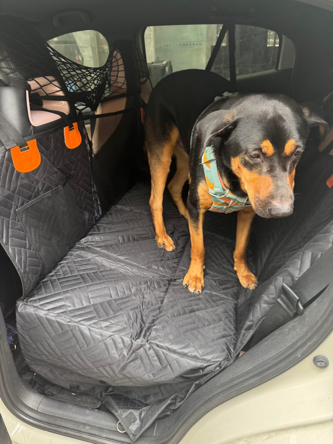 Customer photo review of Dogo Waterproof Car Pet Seat Cover Custom Hand Stitched