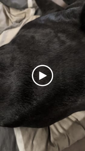 Customer video review of Fellwunder Bürste  - Der Bestseller