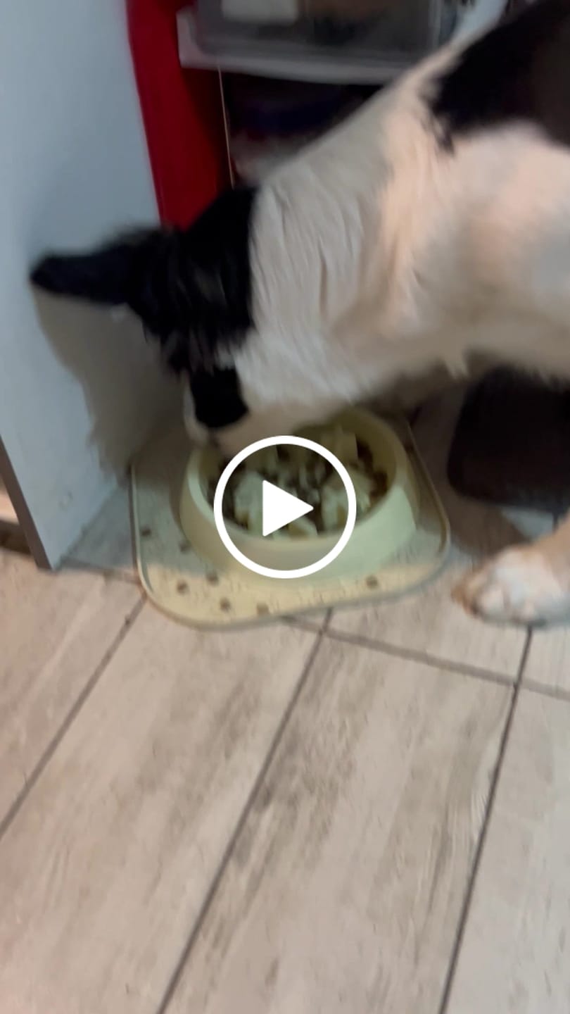 Customer video review of PetFamily Foods Cachorros