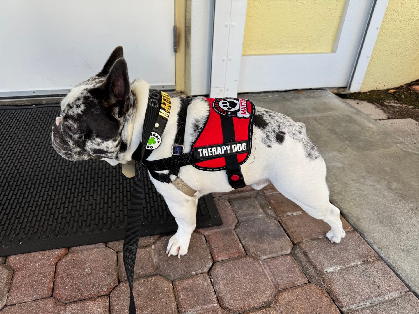 Customer photo review of Therapy Dog Jiby Dog Charm