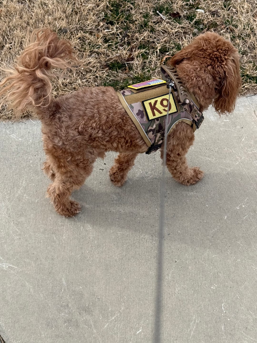 Customer photo review of Custom Hook & Loop Patch For Harness (1 Pair)