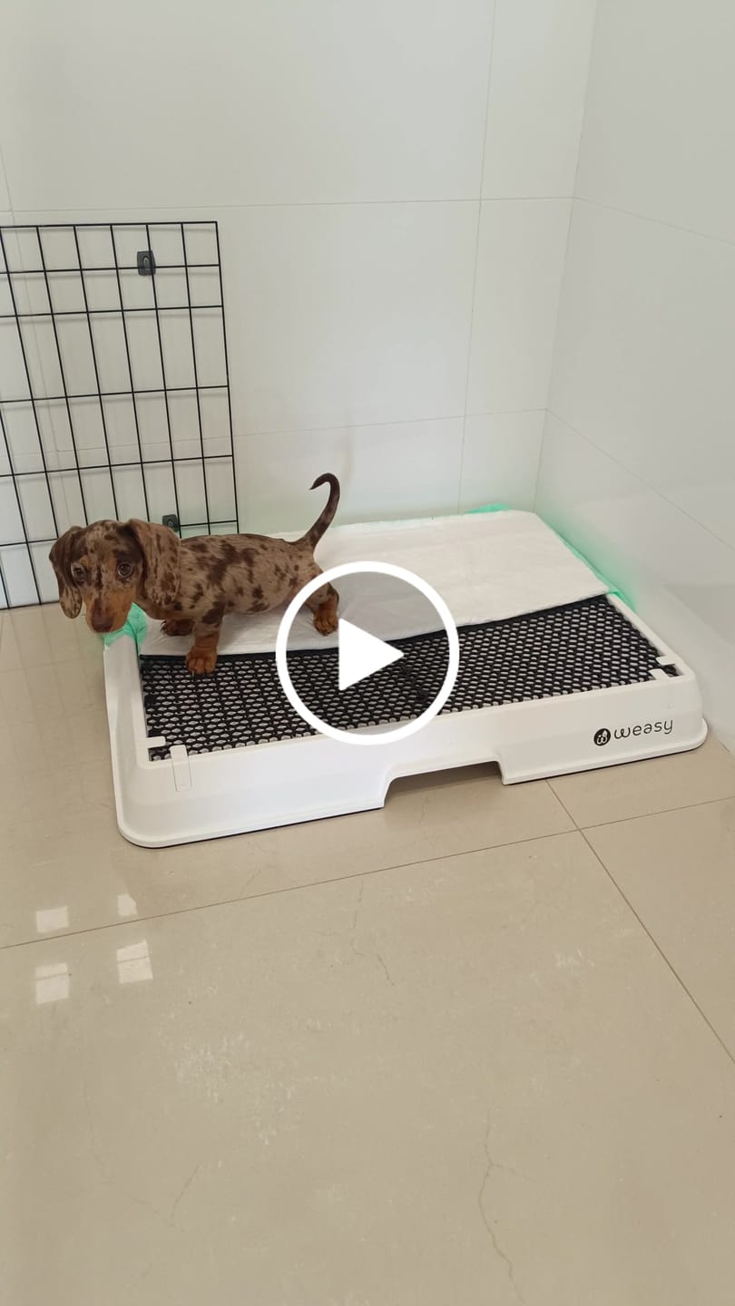 Customer video review of Weasy Cão | Banheiro inteligente para cachorro