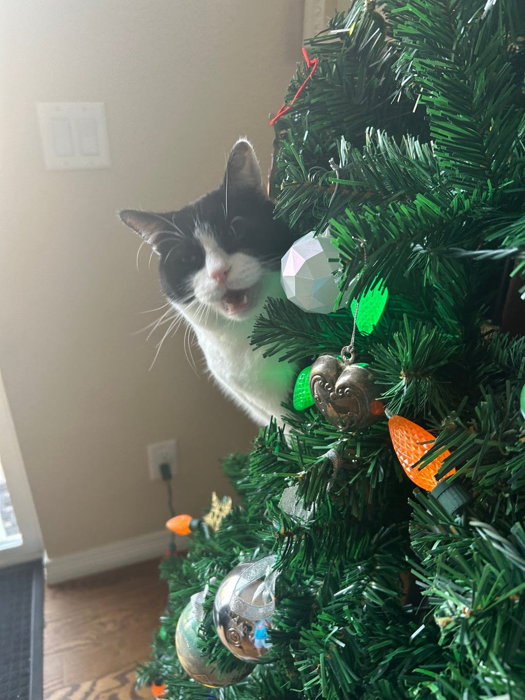 Customer photo review of Cat Christmas Tree - Sep 2026