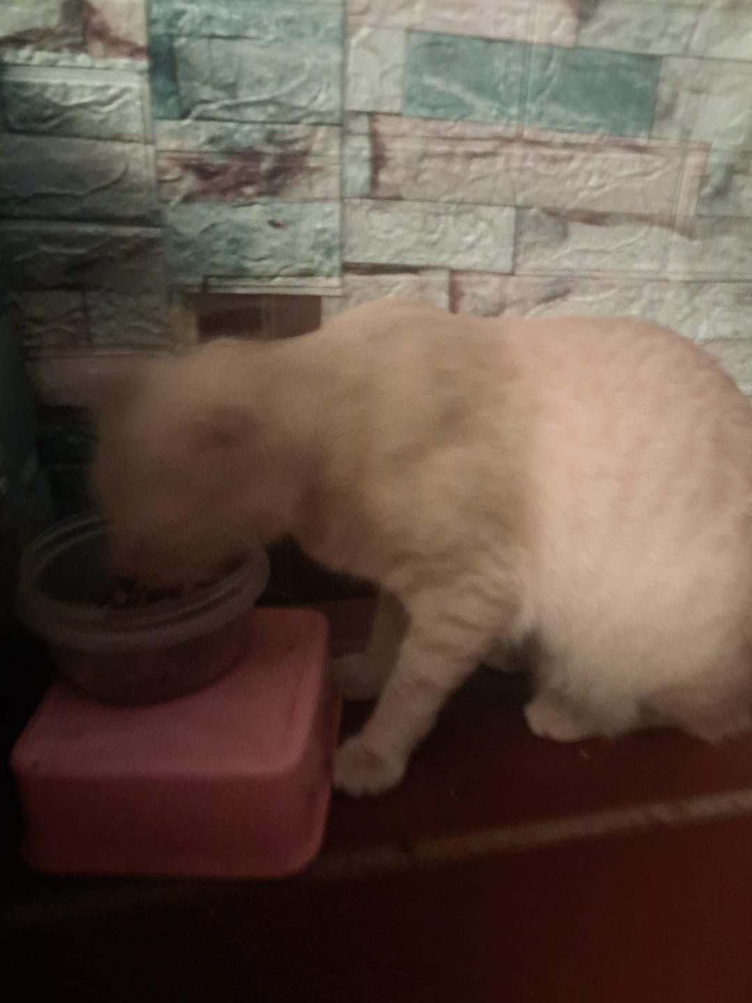 Customer photo review of SabroCat