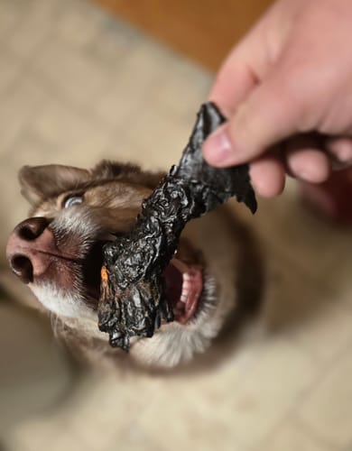 Close-up of a customer's excited dog with blue eyes about to take a dark jerky treat from a person's hand.