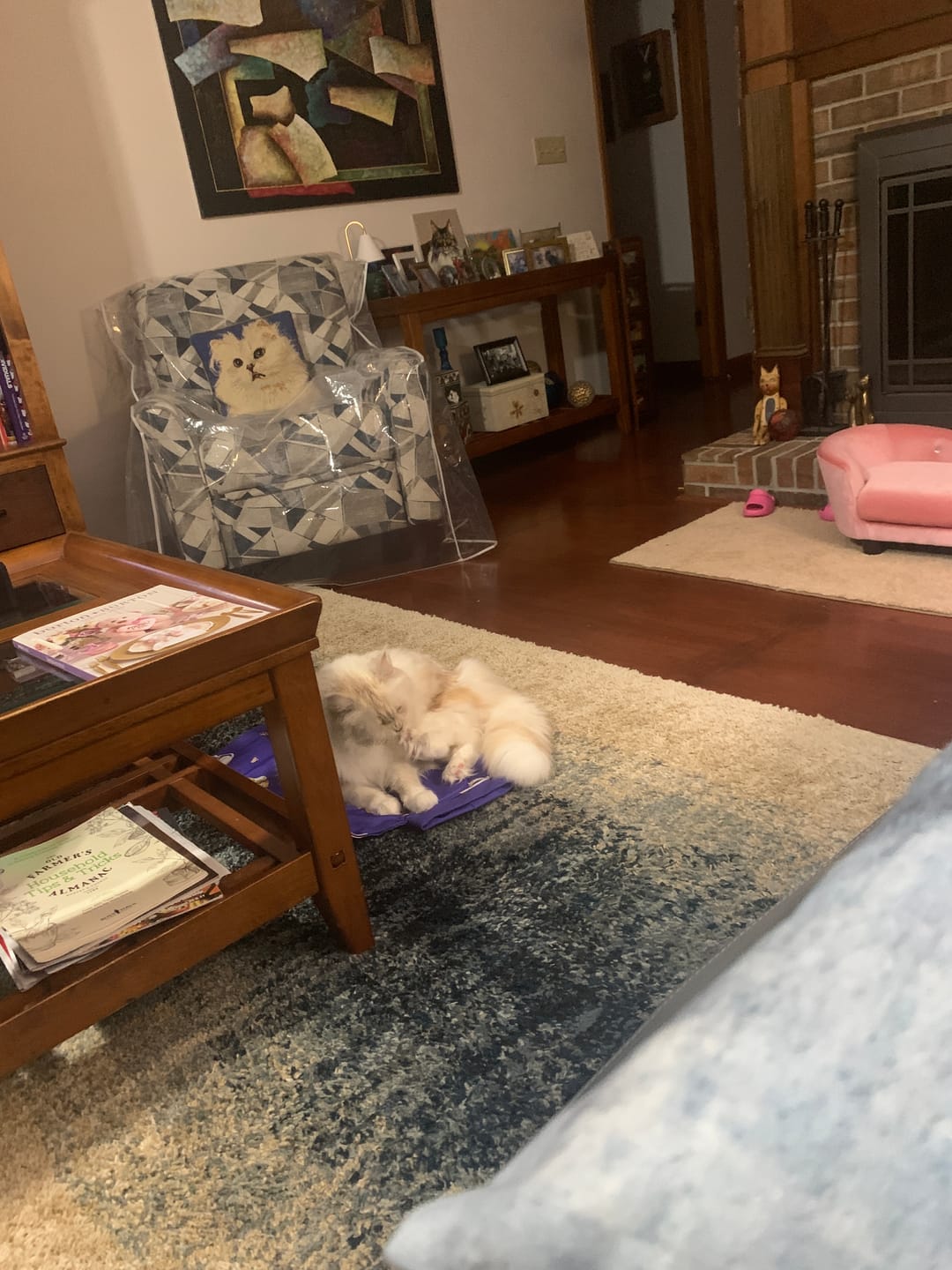 Customer photo review of Kitastic Cat Carrier
