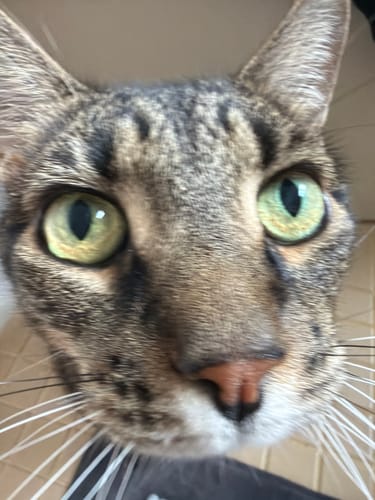 Customer photo review of Fit Litter PLUS - 3 month supply - 3 cat