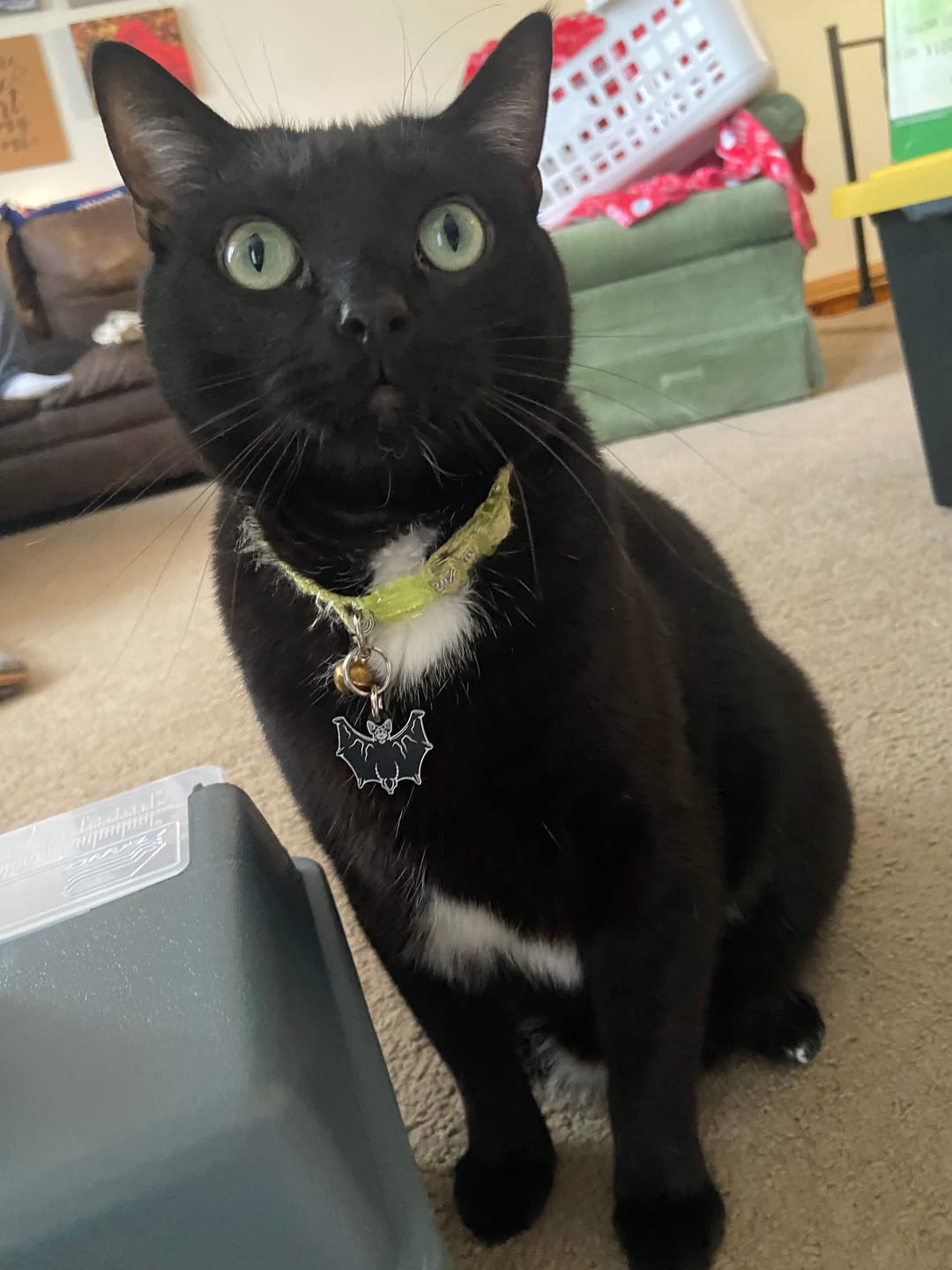 Customer photo review of PET TAG