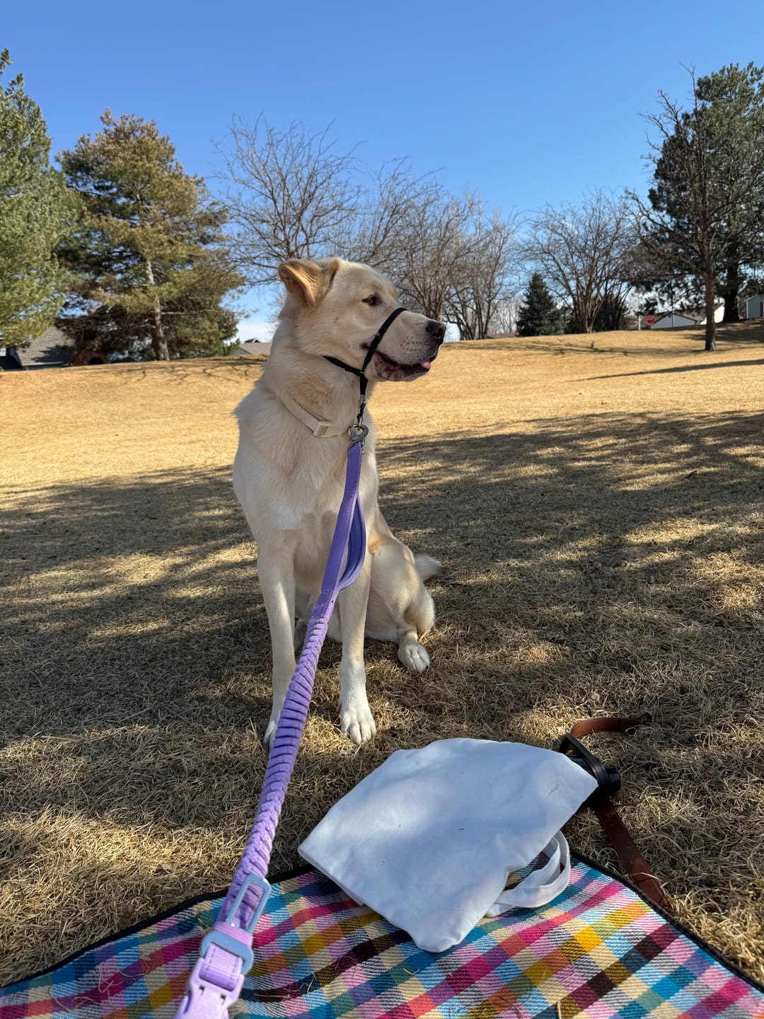 Customer photo review of Multipurpose Seatbelt Handsfree Leash & Poop Bag Holder Set