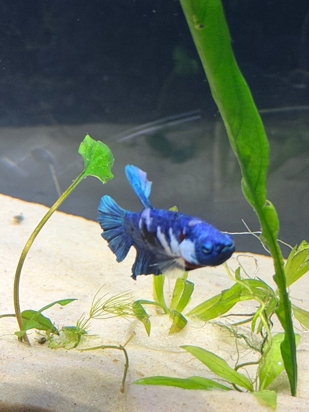 Customer photo review of Multicolor Yellow Base Plakat Male Betta Fish | Order Directly From Farm |  You Pick Fish