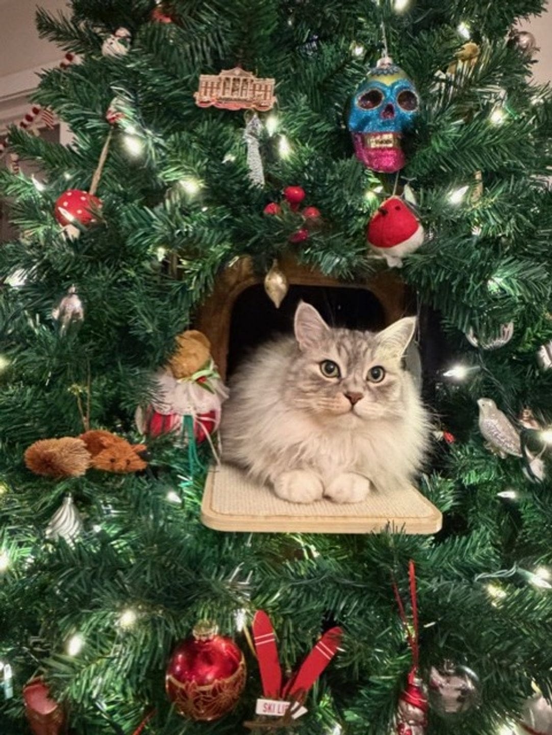 Customer photo review of Cat Christmas Tree - Sep 2026