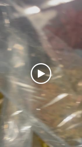 Customer video review of Bulk Indoor Smalls