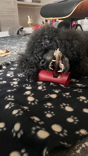 Customer's black poodle chewing a bully stick from the red Bully Stick Safety Holder while lying down.