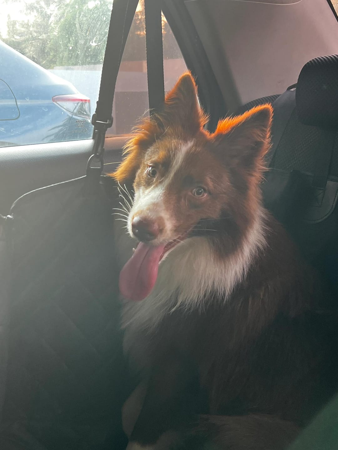 Customer photo review of Dogo Waterproof Car Pet Seat Cover Custom Hand Stitched