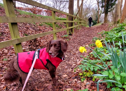 Customer photo review of 3-in-1 Dog Coat