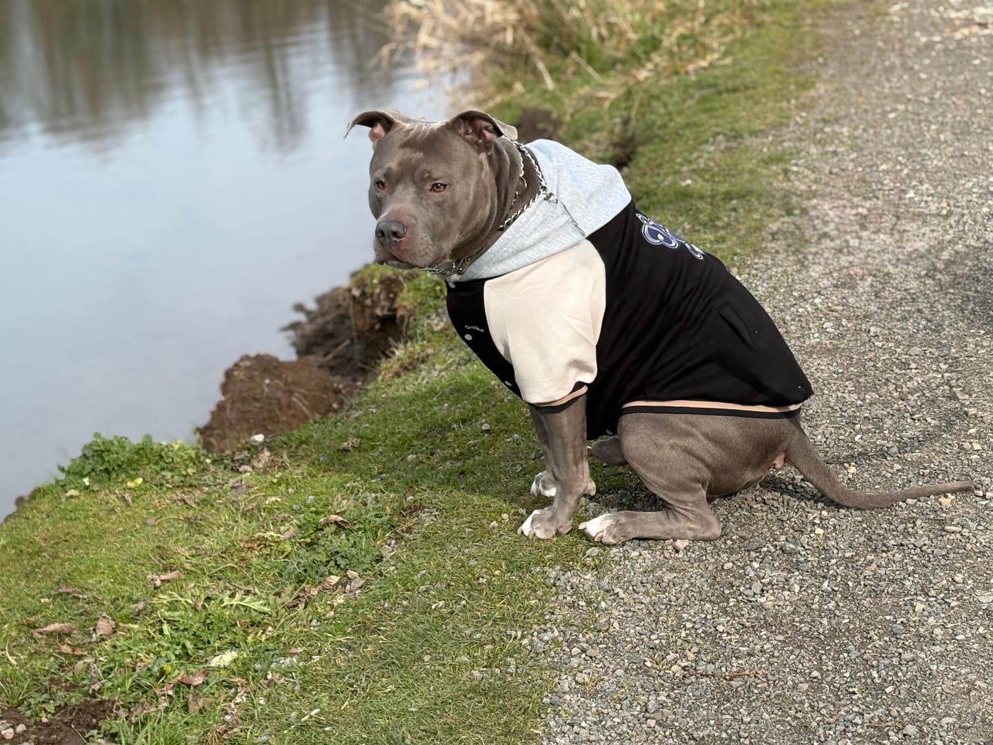 Customer photo review of Dog Varsity Jacket - Black