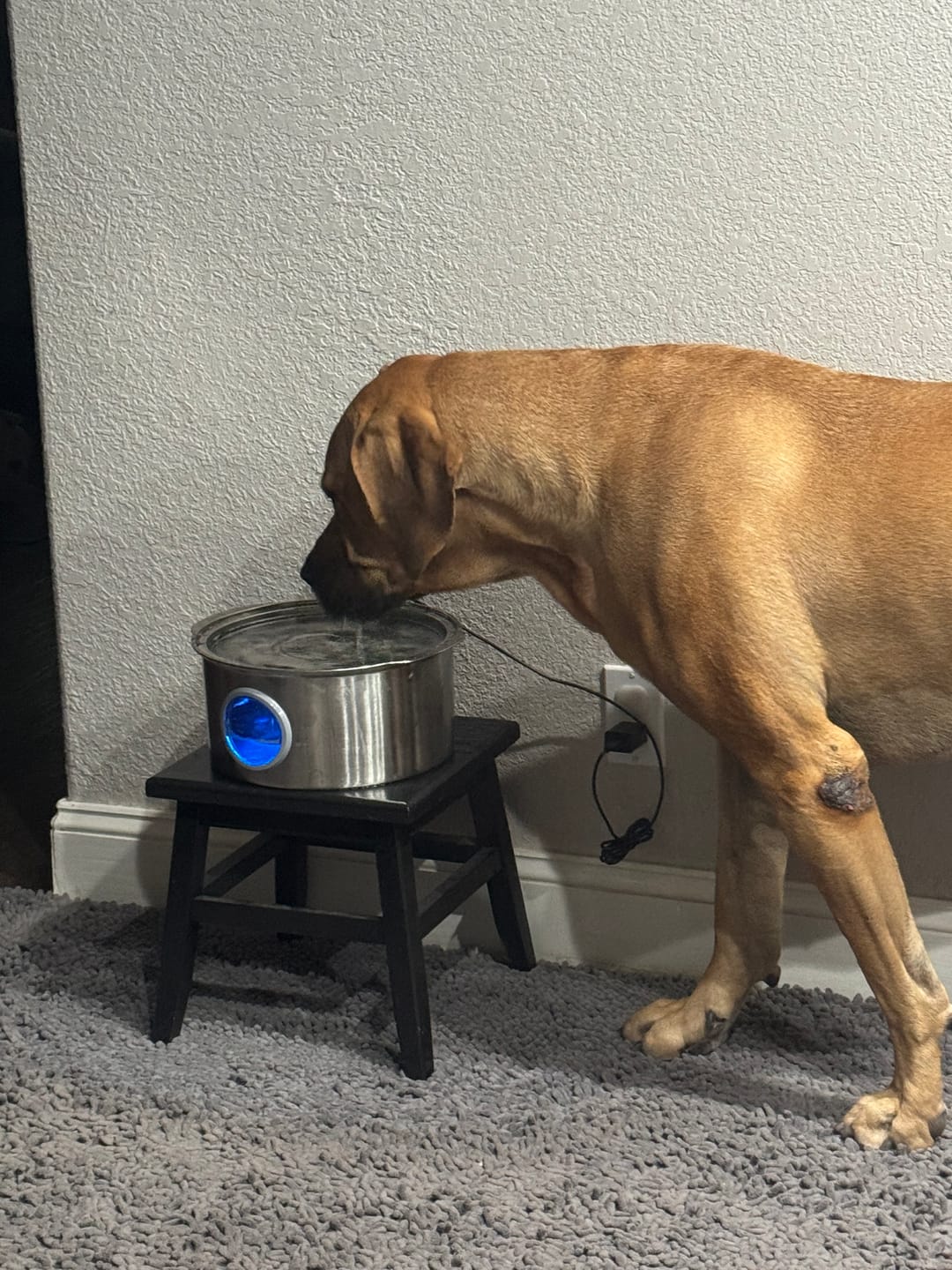 Customer photo review of Pawdrate™ Filtered Water Fountain