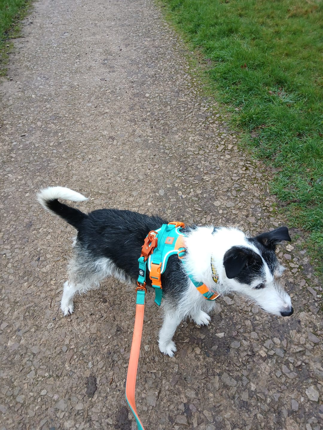 Customer photo review of 1.4m Lighter Swivel Combat Lead | Anti-Tangle & Secure Clip - Turquoise x Orange