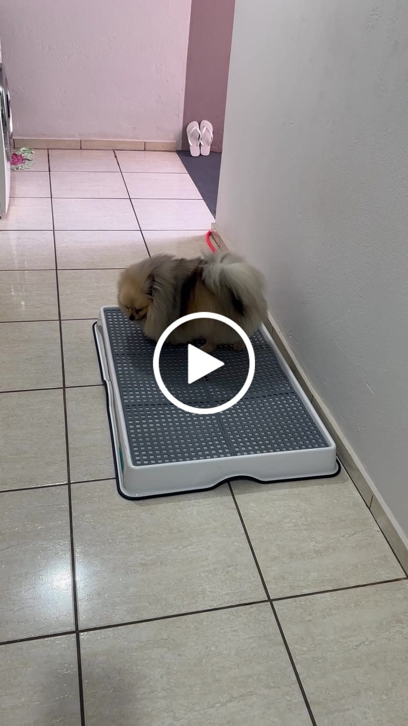 Customer video review of Weasy Cão | Banheiro inteligente para cachorro