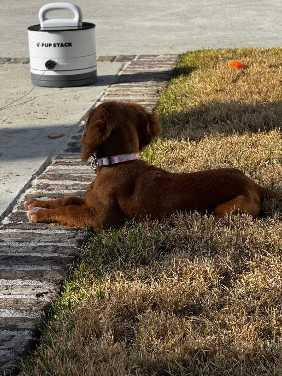 Customer photo review of Pup Stack