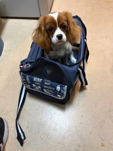 Customer photo review of FunFunPet 高機能ハーネス（お名前タグ作成サービス付き）