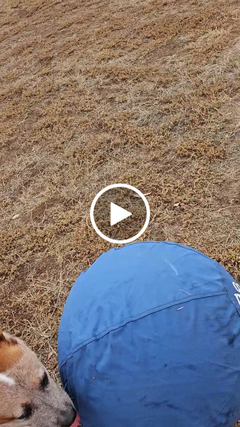 Customer video review of Herding Ball