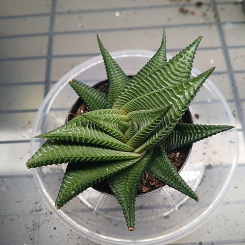 Customer's Twister Haworthia plant with textured, spiral green leaves, viewed from above in its pot.