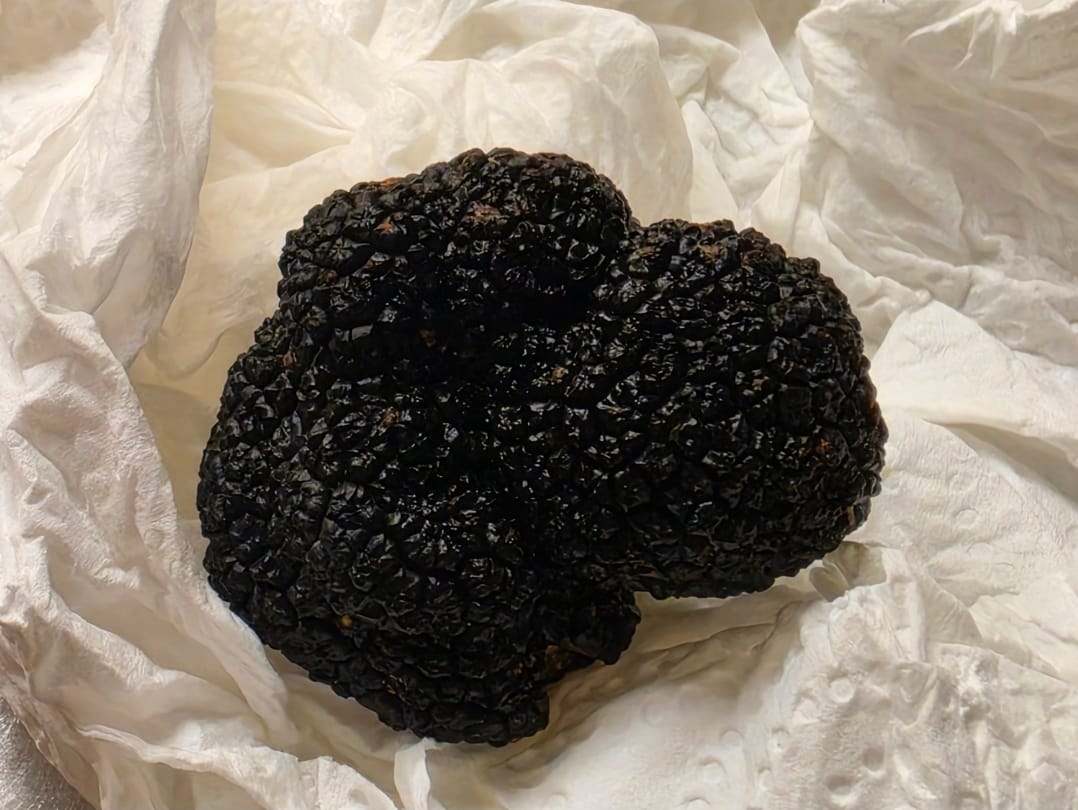 Customer photo review of Tuber Melanosporum - Périgord Trüffel - Nero Pregiato