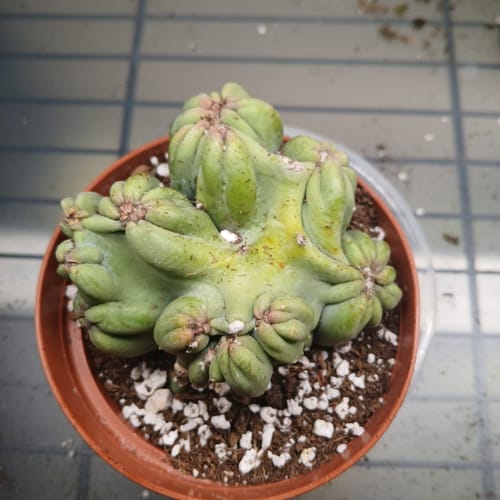 Customer's overhead view of a healthy, lumpy Ming Thing Cactus in a pot.