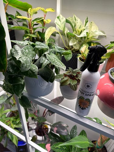 Reviewer's Houseplant Pest Spray on a glass shelf in a cabinet filled with many lush houseplants.