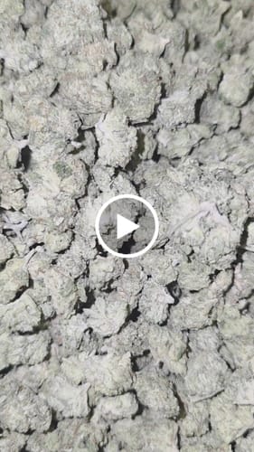 Customer video review of Blue Sherbs Littles - Bulk Littles - Sativa