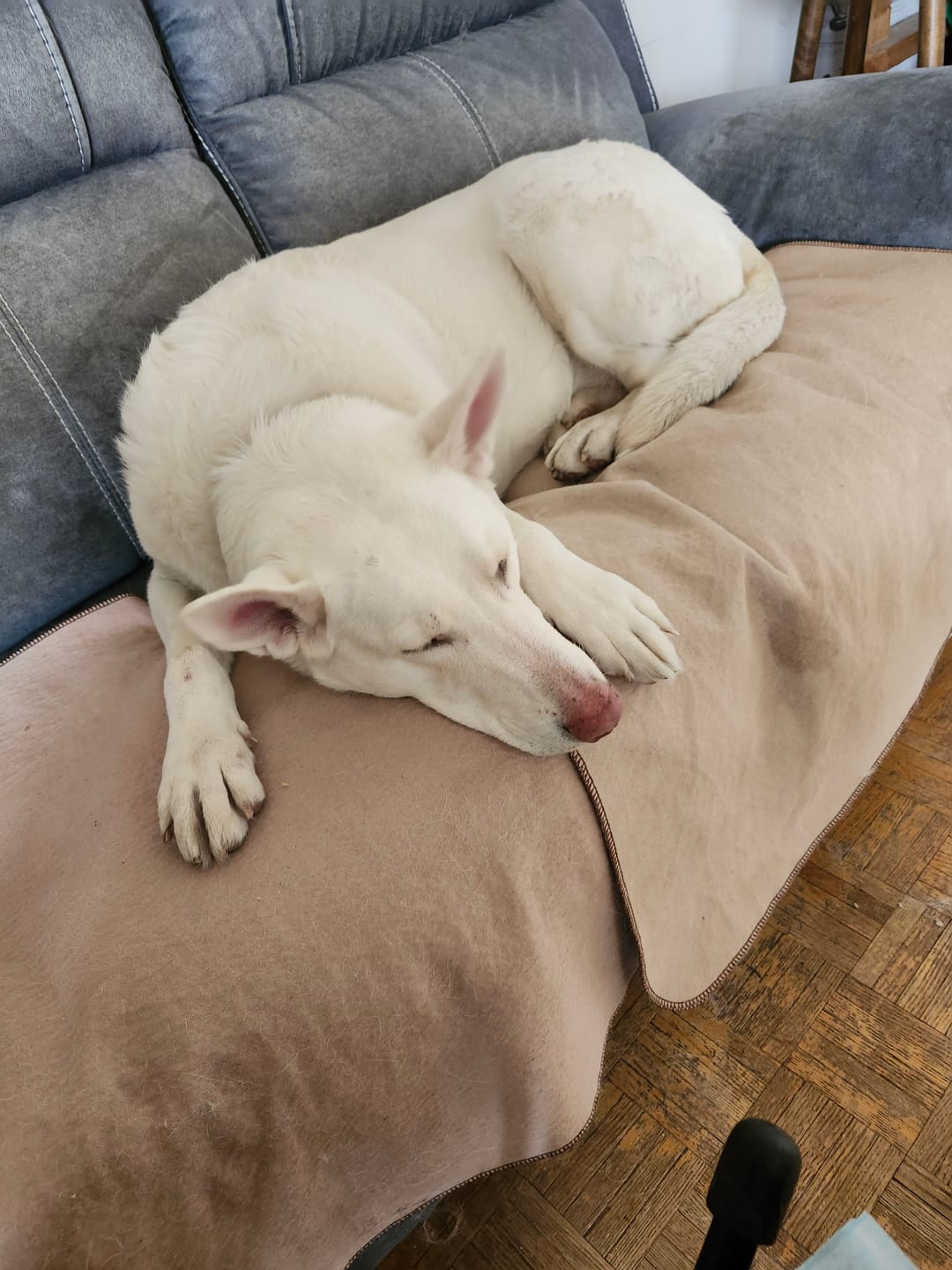 Customer photo review of Large Bully Stick Ring