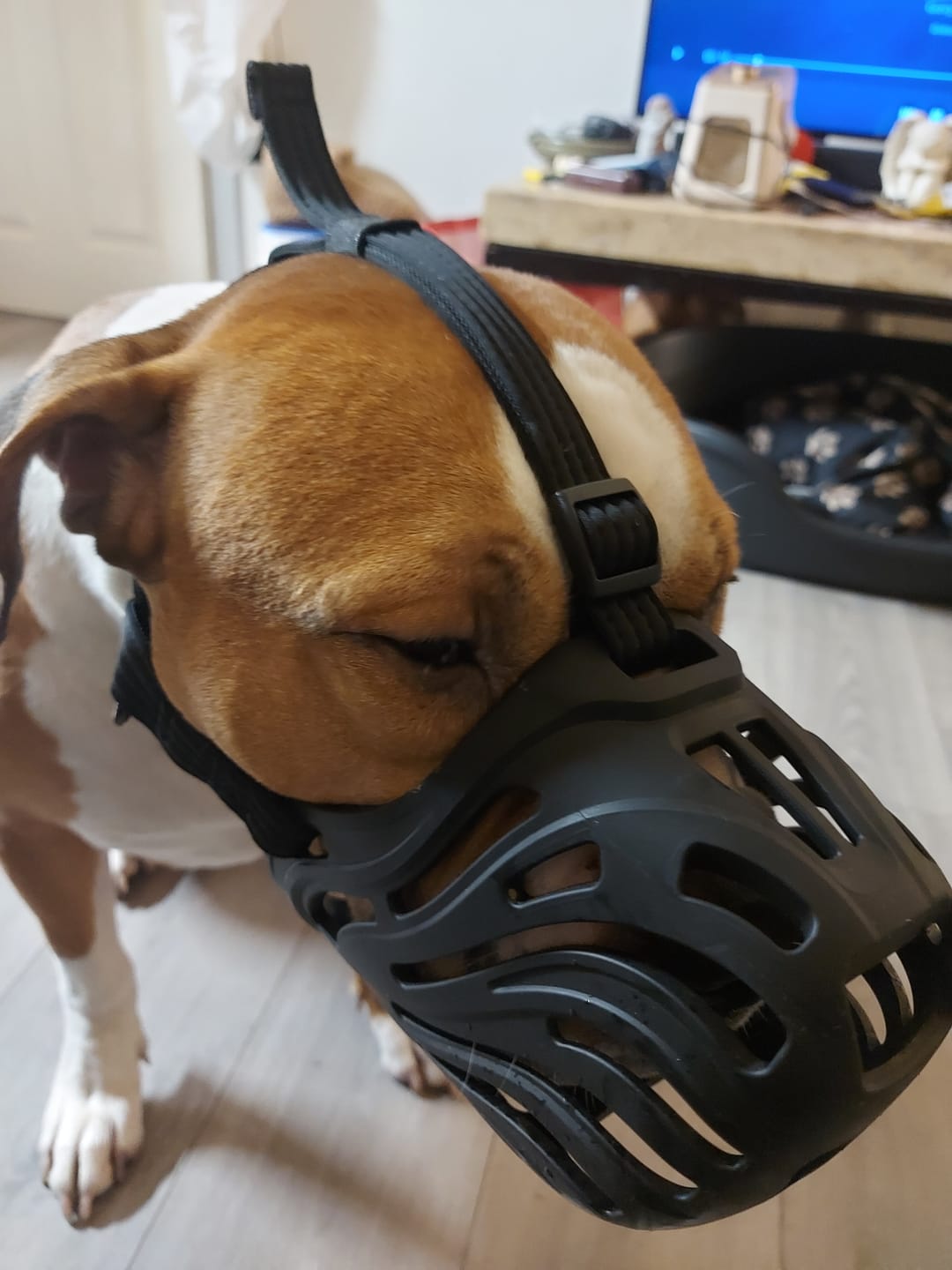 Customer photo review of Muzzle | Flexi & Legal Requirement - S-XL Breeds - Black
