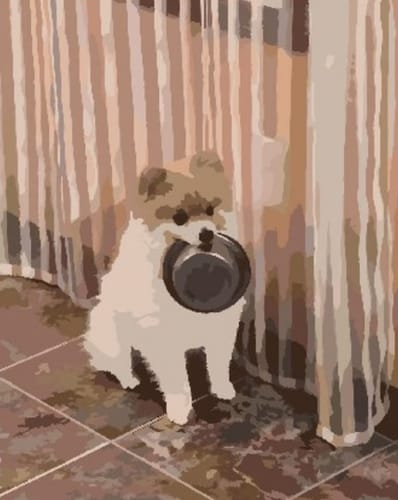 Customer photo review of Custom Paint By Numbers - Personalized Pet Portraits