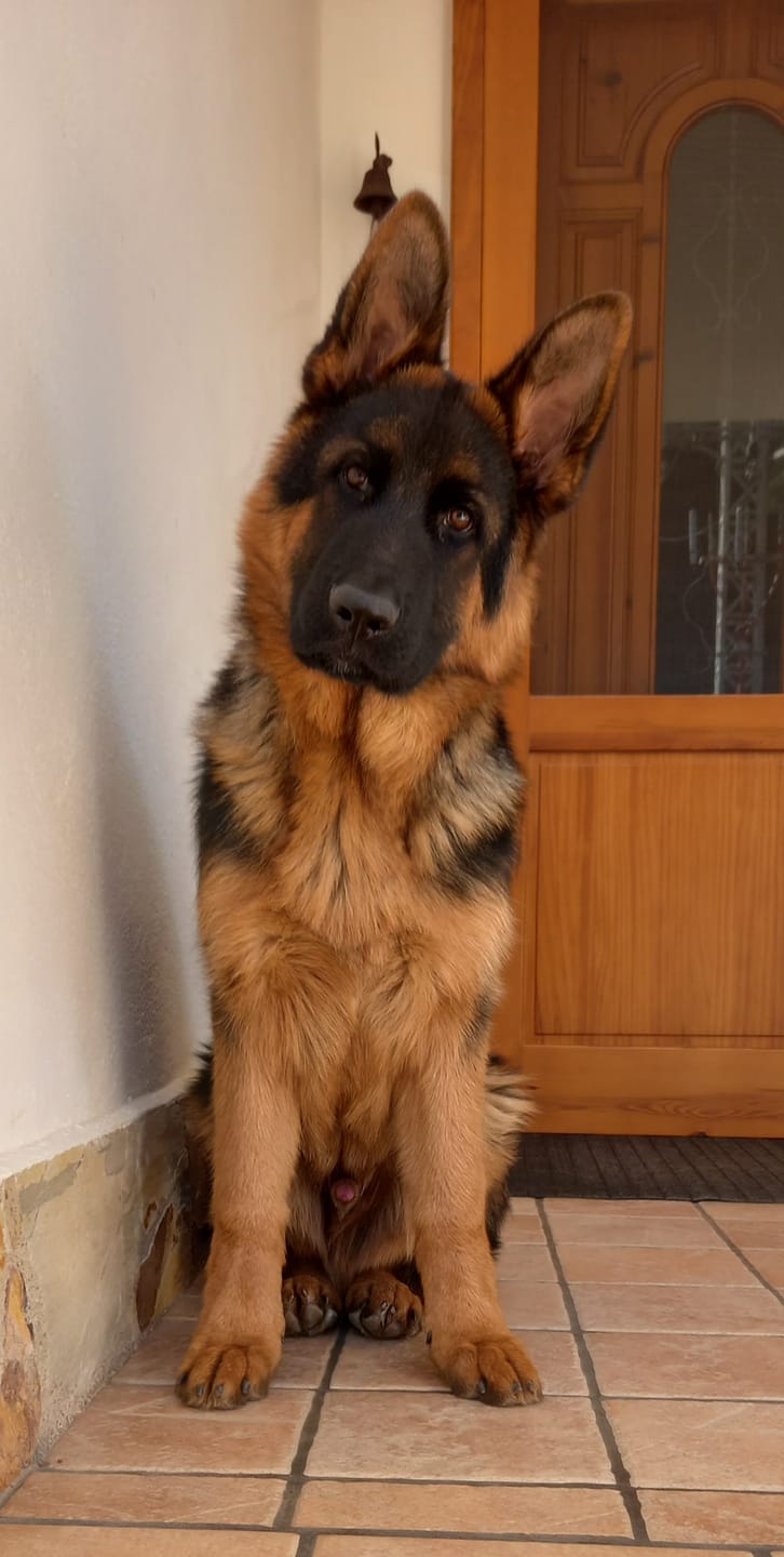 Customer photo review of Grain Free Puppy Salmon & Turkey