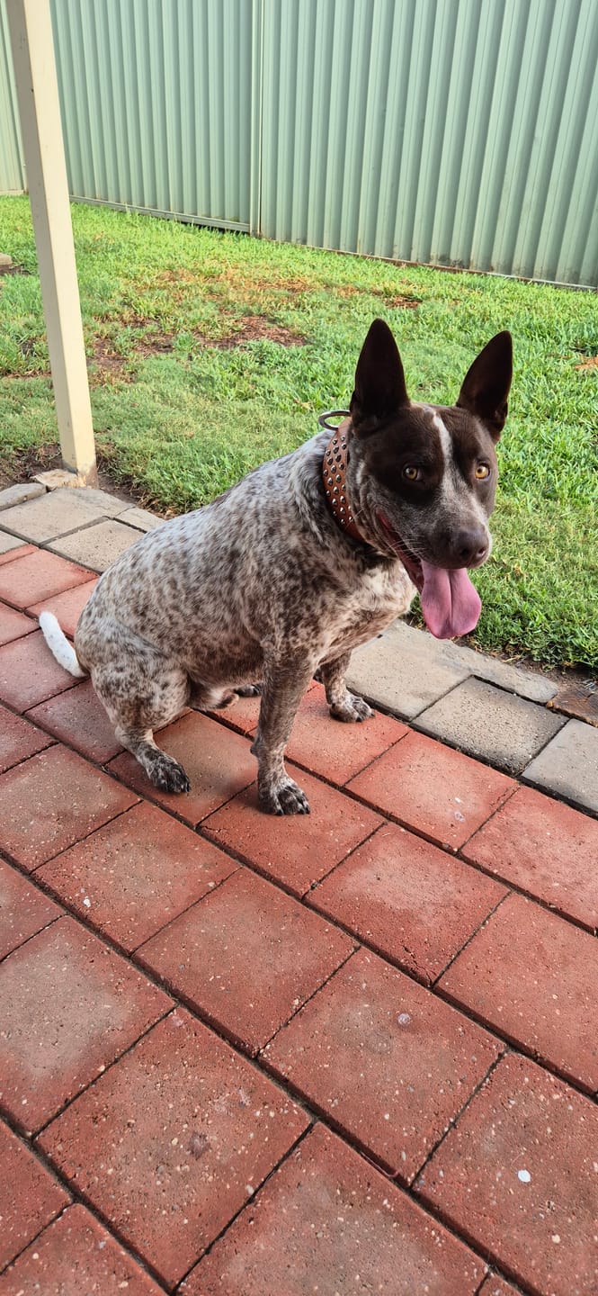 Customer photo review of Hand Made Leather Dog Collar - RuffNeck Brown & Chrome (Wide Fit)