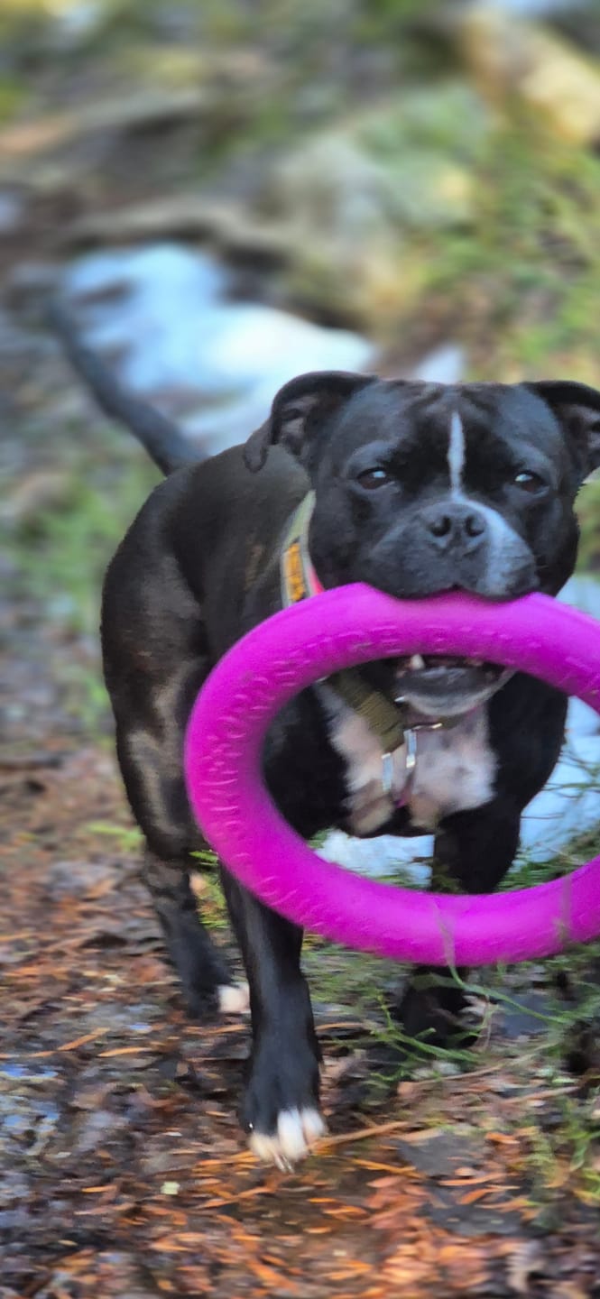 Customer photo review of Staffordshire Bull Terrier 1935® Pull Ring - Pink - 1pc