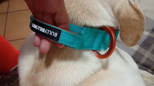 Customer photo review of 4cm LIGHTER Combat® Collar | With Handle Rated Clip - Turquoise & Orange