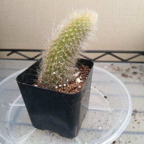 Customer's small Monkey Tail Cactus with fuzzy white spines in a black nursery pot.