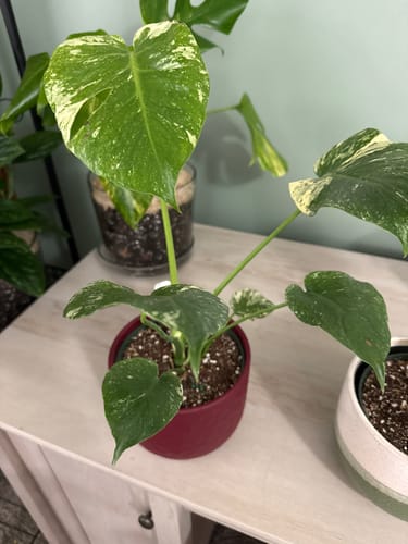 Customer's young Monstera Mint plant with variegated leaves in a red pot, sitting on a wooden surface.