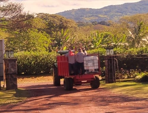 Customer photo review of Café Hacienda Doka Peaberry AA