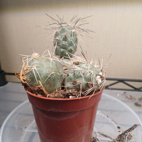 Customer's Indian Ball Cactus with spiky green pads in a small pot.